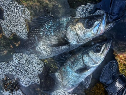 ヒラスズキの釣果