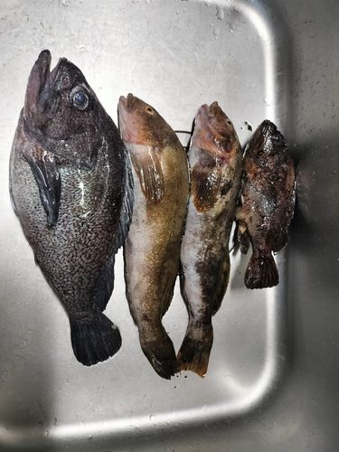 アイナメの釣果