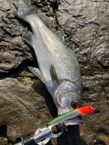 ヒラスズキの釣果