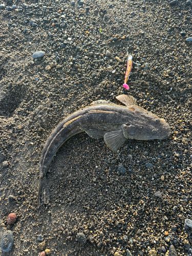 マゴチの釣果