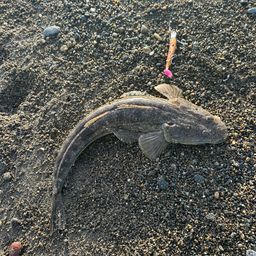 マゴチ