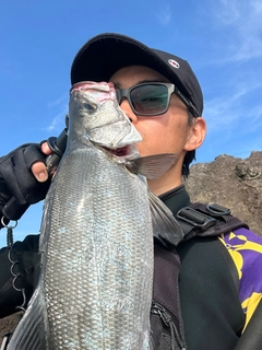 ヒラスズキの釣果