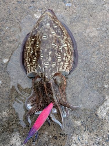 モンゴウイカの釣果