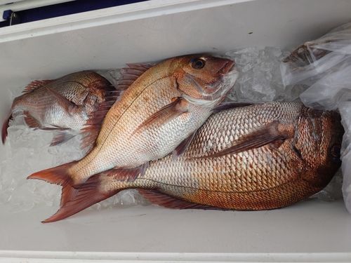 マダイの釣果