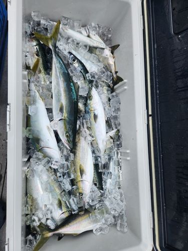 フクラギの釣果