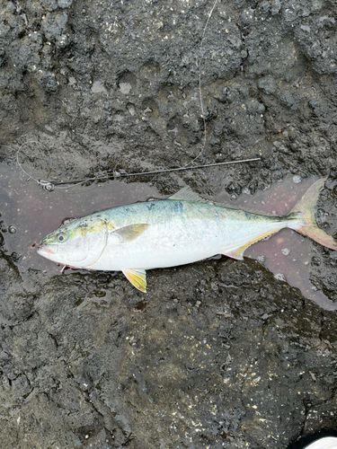 ワラサの釣果