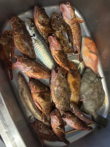 アラカブの釣果