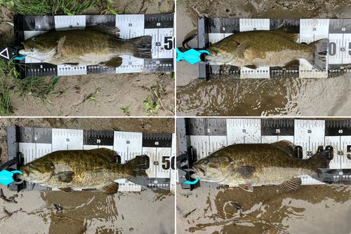 スモールマウスバスの釣果