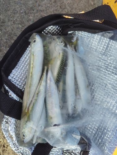 サバの釣果