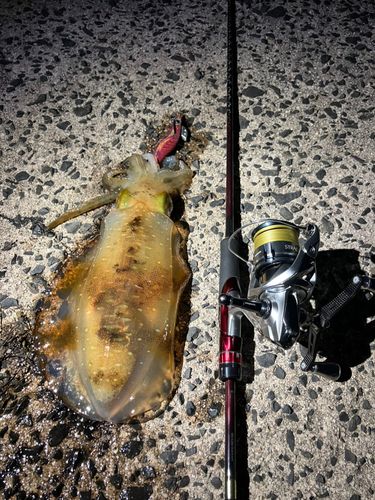 アオリイカの釣果