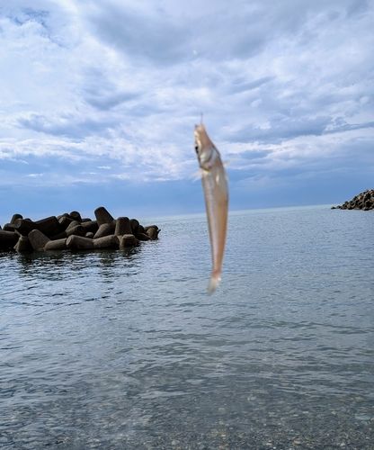 キスの釣果