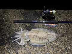 モンゴウイカの釣果