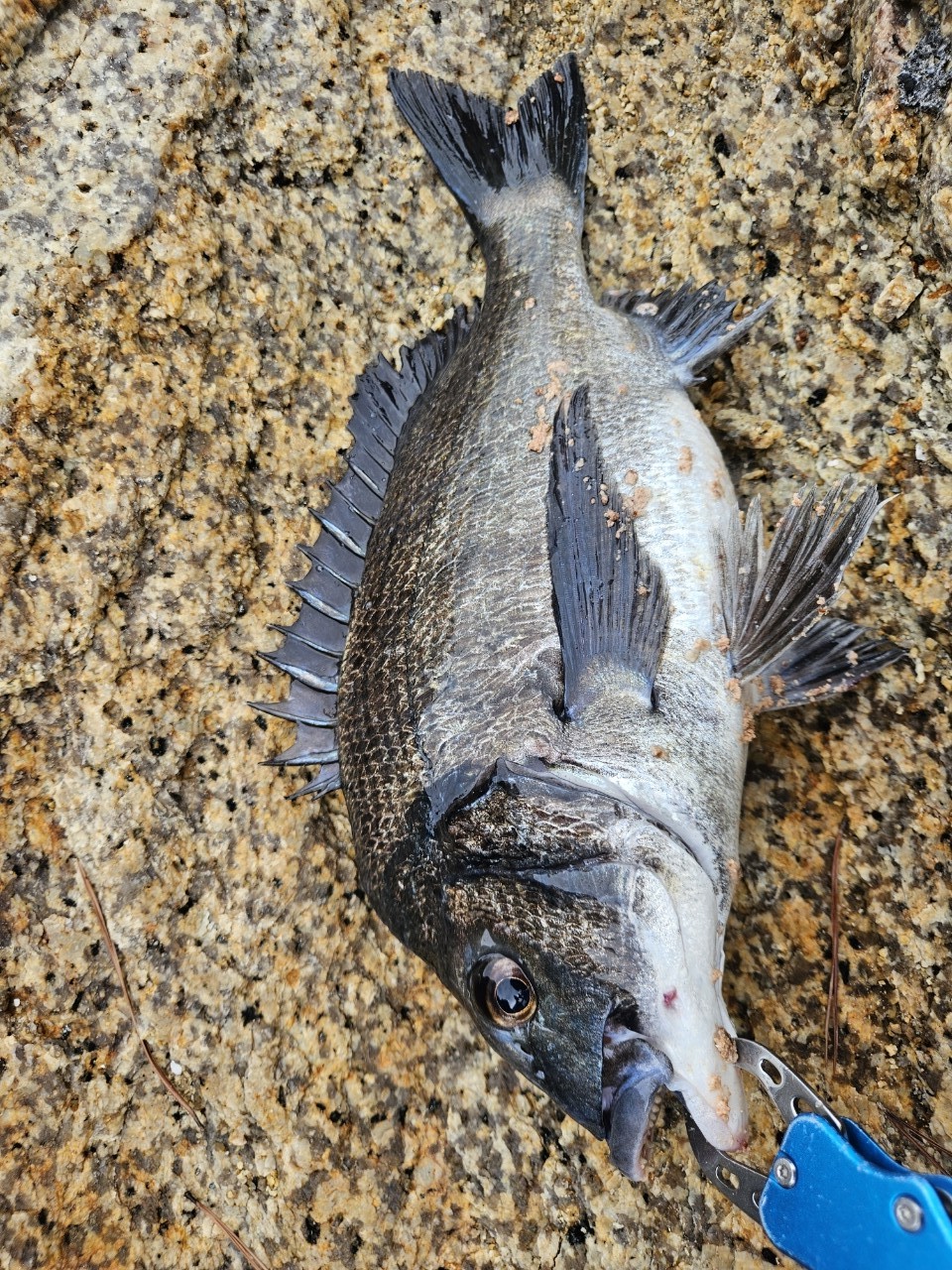 DAIWA 19銀狼 1号-53・Yの最安値・インプレ・釣果 | 本音の