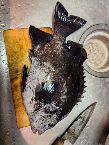 イシガキイシダイの釣果