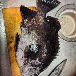 イシガキイシダイ