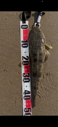 マゴチの釣果