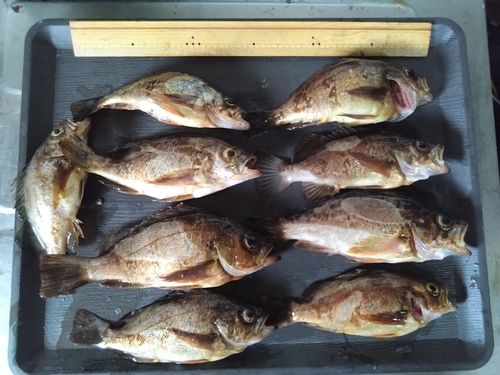 メバルの釣果