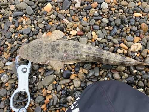 マゴチの釣果