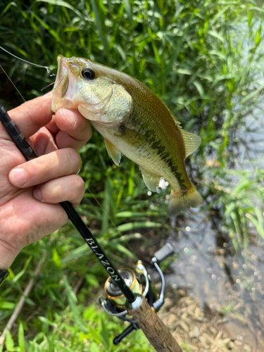 ラージマウスバスの釣果