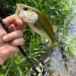 ラージマウスバス