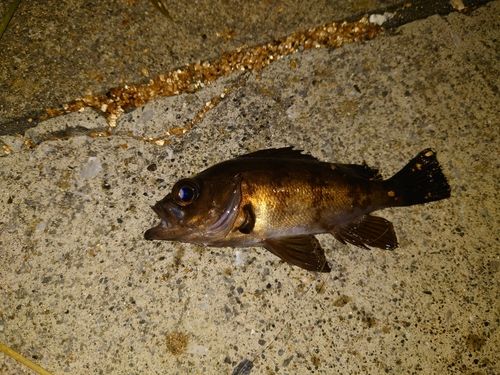 メバルの釣果