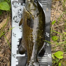 スモールマウスバス