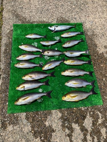 イサキの釣果