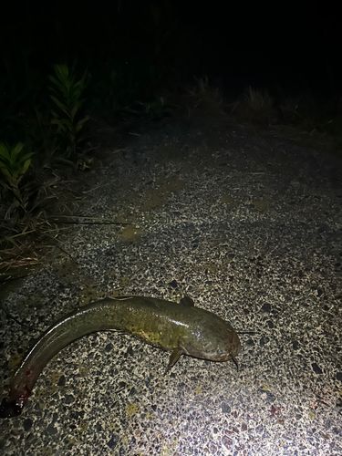 ナマズ