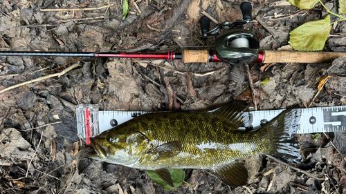 スモールマウスバスの釣果