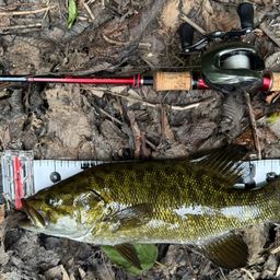 スモールマウスバス