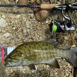 スモールマウスバス