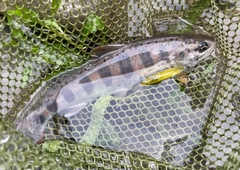 アマゴの釣果