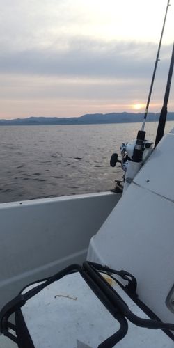 アカムツの釣果