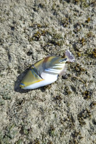 ムラサメモンガラの釣果