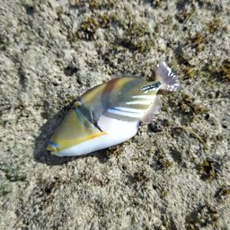 ムラサメモンガラ