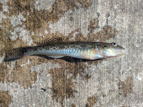 マハゼの釣果