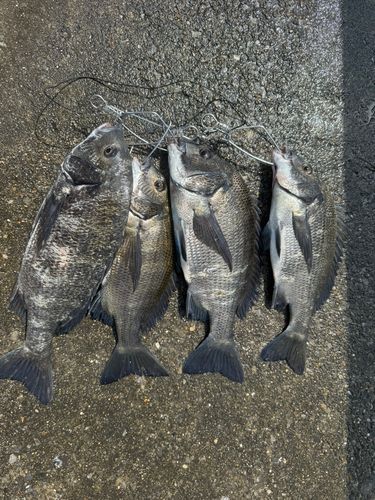 チヌの釣果