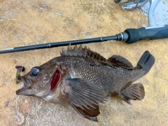 エゾメバルの釣果