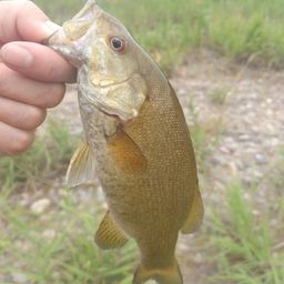 スモールマウスバス