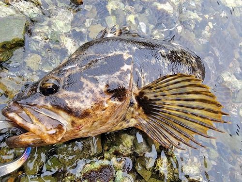 ベッコウゾイの釣果