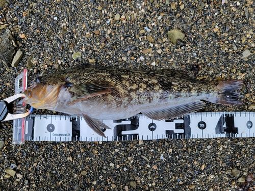 アイナメの釣果