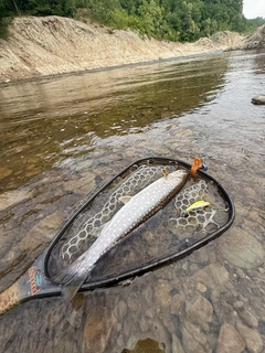 アメマスの釣果