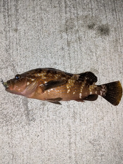 アコウの釣果