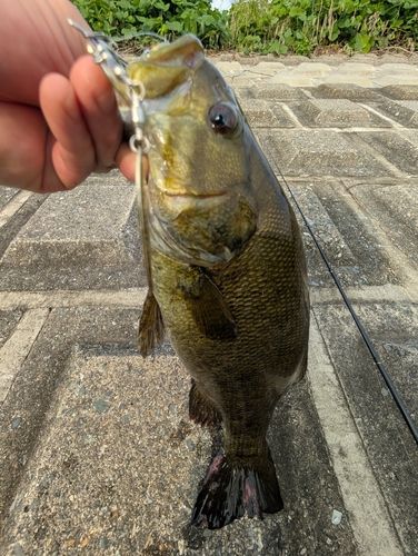 スモールマウスバスの釣果