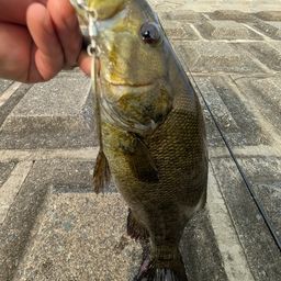 スモールマウスバス