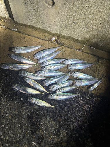 ニジョウサバの釣果