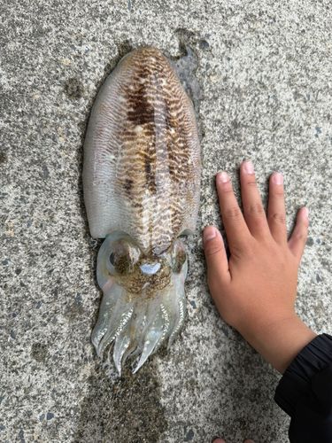 コウイカの釣果