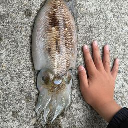 コウイカ