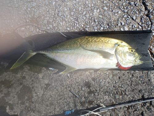 ロウニンアジの釣果