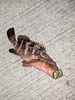 アコウの釣果